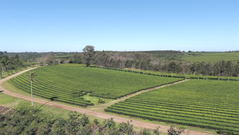 Drone-Avanzando-Sobre-Una-Plantación-De-Yerba-Mate-Seguida-De-Un-Campo-De-Té-Verde-Camellia-Sinensis