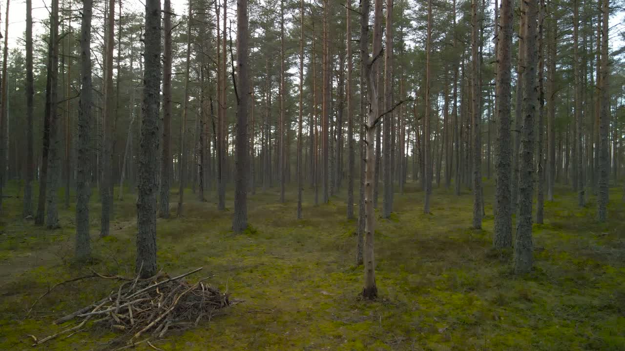 Gorgeous left to right panning footage of a pine forest with tall pine trees in Pääsküla marshland or bog wetlands during a cloudy day. The forest floor is covered in green and brown fluffy moss.