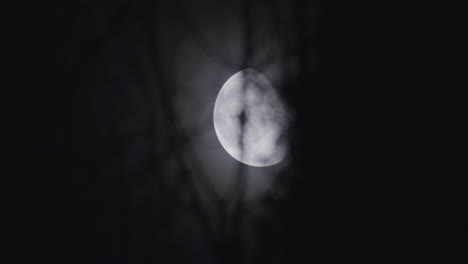 luna brillante cruzando el cielo oscuro a través de las ramas de los árboles silueta borrosa, toma de teleobjetivo