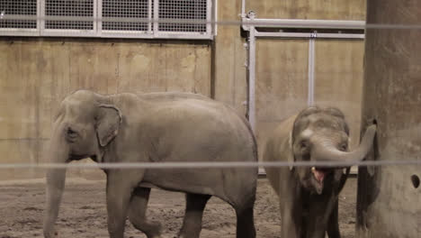 elephant eating at zoo