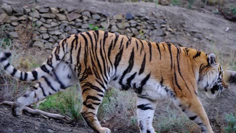 huge eurasian tiger walking down the hill