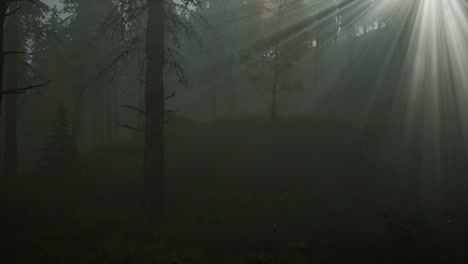 forest in autumn morning mist