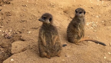 Erdmännchen-Im-Zoo-In-Lissabon,-Portugal