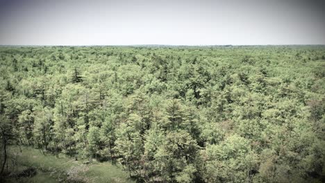 drone clip soaring over maine’s swamp jungle. monochrome aerial shot reveals rivers, creeks, ponds, and dense forest. black and white wilderness wetland full of wild flora and foliage.