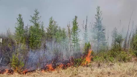 Panoramablick-Auf-Den-Kanadischen-Waldbrand-Rund-Um-Buschwerk-Und-Altes-Holz