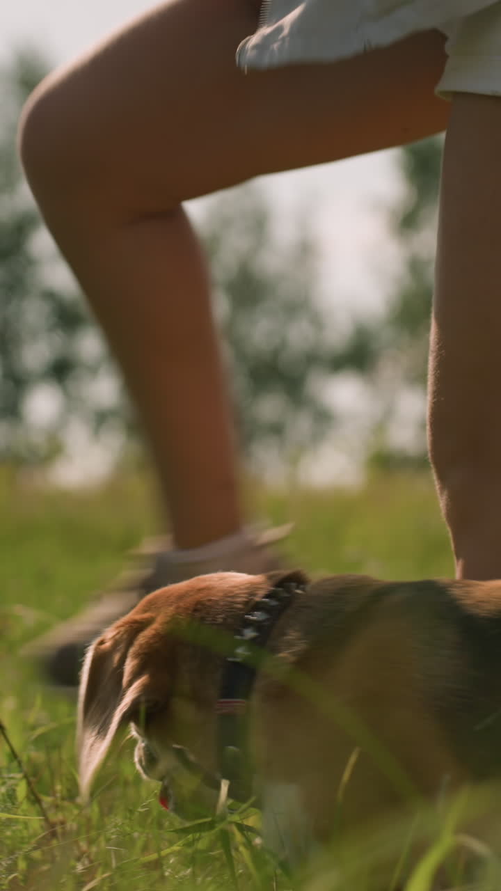 primer plano de la pierna de la mujer mientras camina junto a su perro, el perro está pasando por su pierna mientras se mueve en un campo de hierba en un día soleado con un cielo azul brillante y árboles lejanos