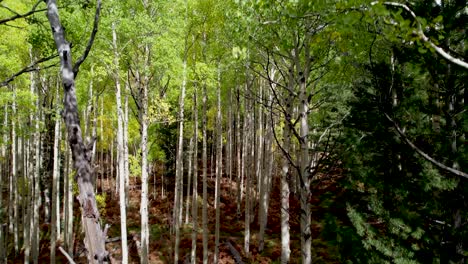 aspen trees at the base of a mountain