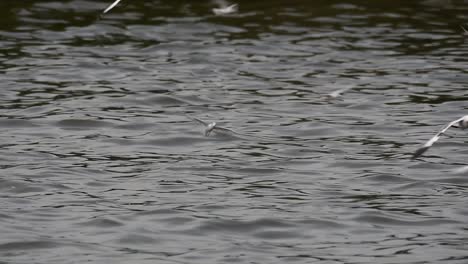 Terns-and-Gulls-Skimming-for-Food-are-migratory-seabirds-to-Thailand,-flying-around-in-circles,-taking-turns-to-skim-for-food-floating-on-the-sea-at-Bangpu-Recreational-Center-wharf