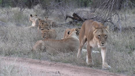 the lionesses and their cubs move together through the savannah