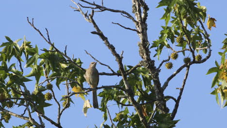 A-mockingbird-perched-on-a-small-branch-in-the-morning