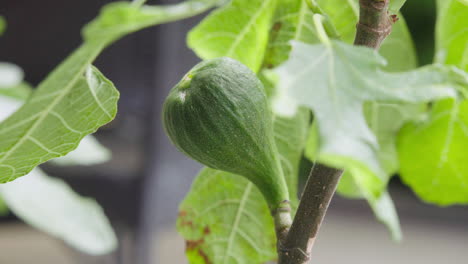 unripe fig growing on the fig tree in the garden organic healthy close up