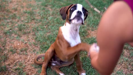 hand-held shot of a boxer puppy giving its paw and then chewing on a stick