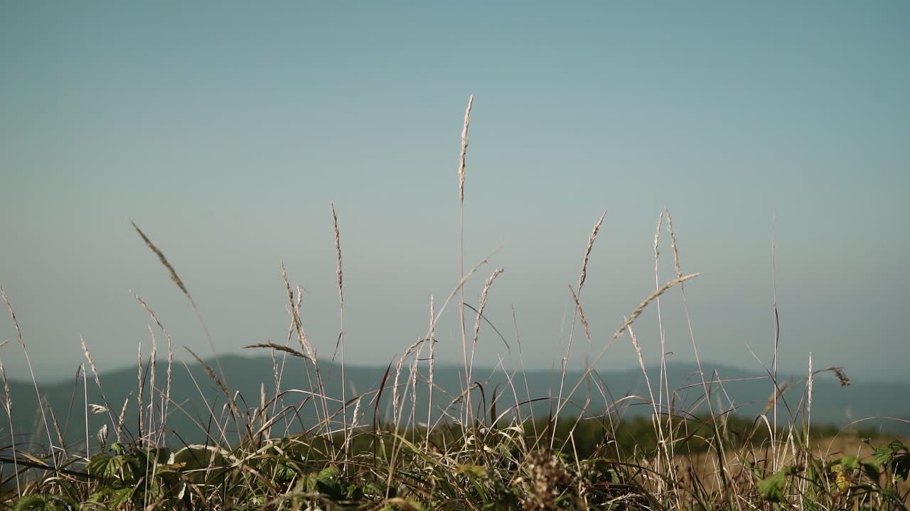 Scenic Mountain View with Grass