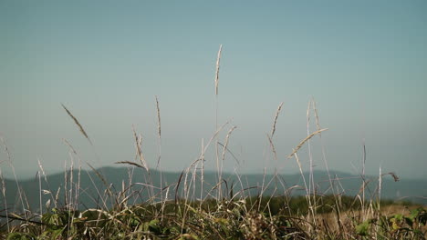 scenic mountain view with grass