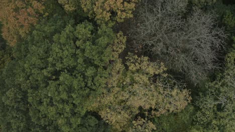 beautiful green and orange forest foliage, top down, high angle