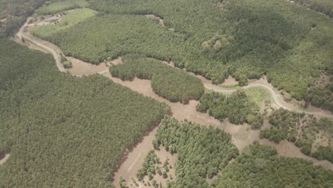 Eine-Dünne-Straße,-Die-Durch-Den-Dichten-Wald-Von-Loitokitok,-Kenia,-An-Den-Hängen-Des-Kilimanjaro-Führt