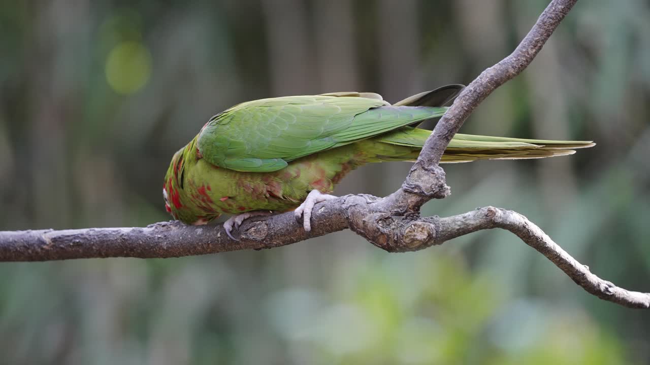 loro periquito mitrado tropical posado en una rama de madera y comiendo presa, de cerca