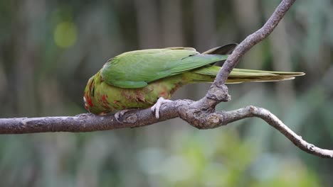 loro periquito mitrado tropical posado en una rama de madera y comiendo presa, de cerca