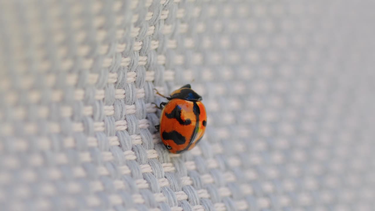 Orange lady bug walking across knitted blanket close up