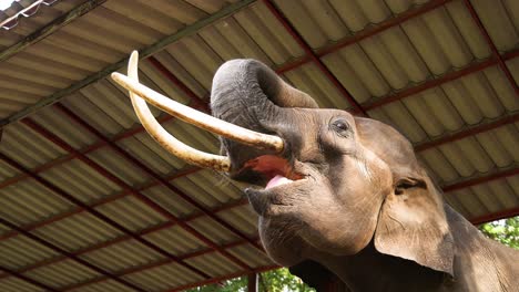 elephant using trunk to catch thrown food.