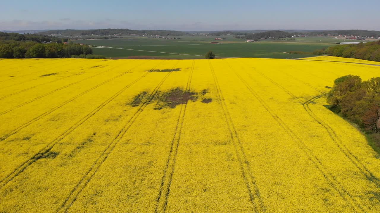 imágenes de drones de derecha a izquierda cultivos de colza amarilla que crecen en las tierras de cultivo de suecia