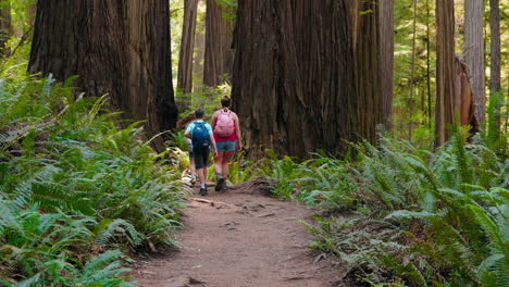 exploring nature with mom a family day in the redwood forest