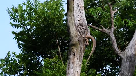 The-Clouded-Monitor-Lizard-is-found-in-Thailand-and-other-countries-in-Asia