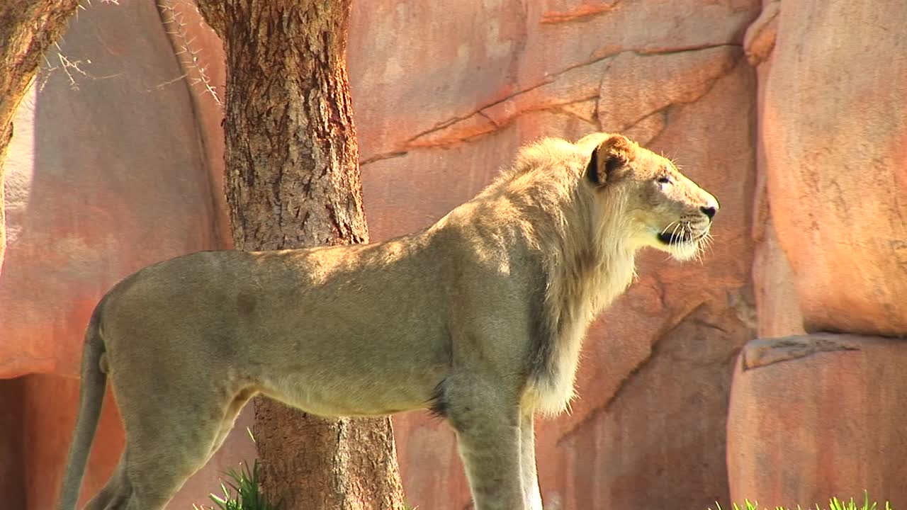 바위 근처에 서 있는 사자의 미디엄샷