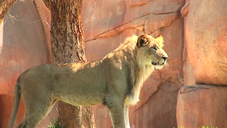 plano medio de un león parado cerca de las rocas