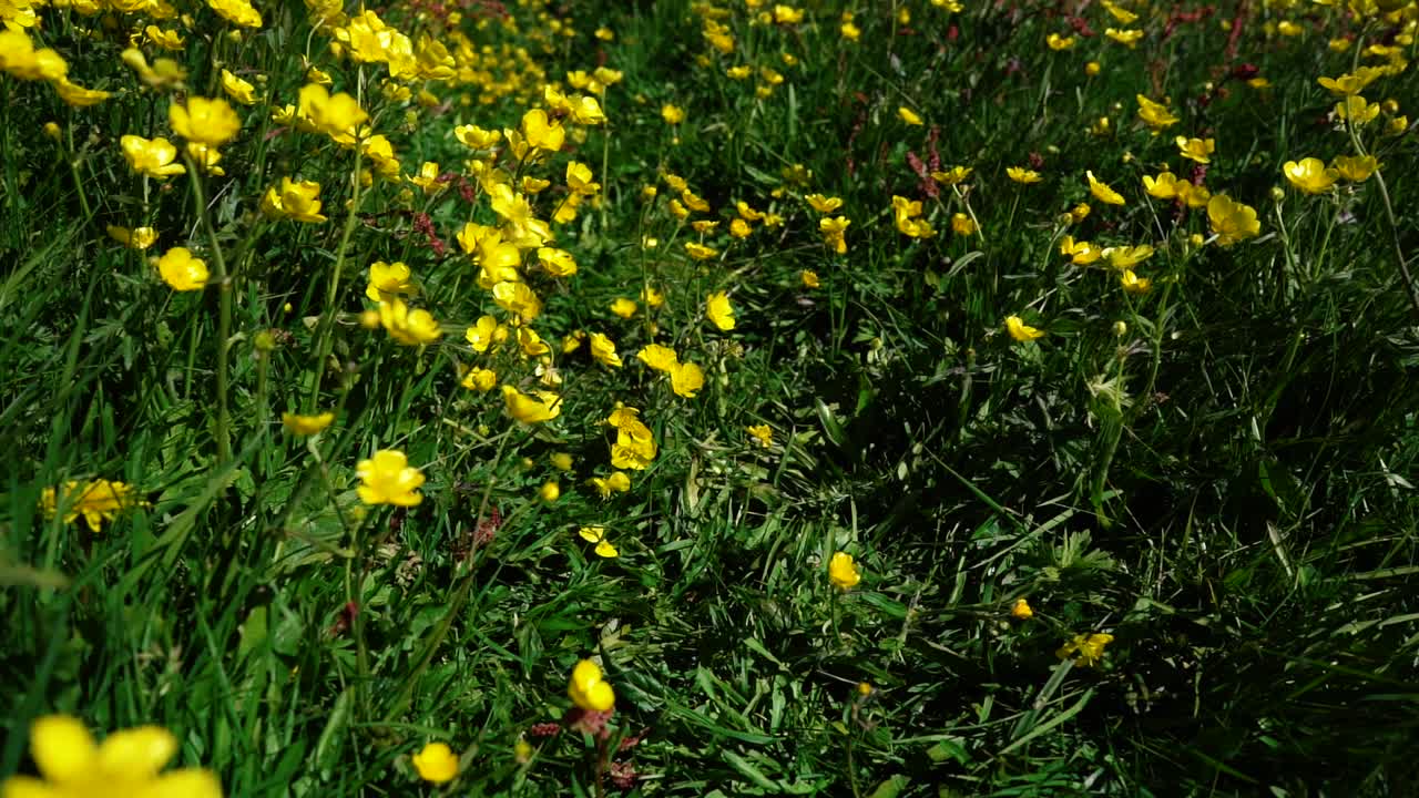 múltiples tomas de hierba verde al atardecer