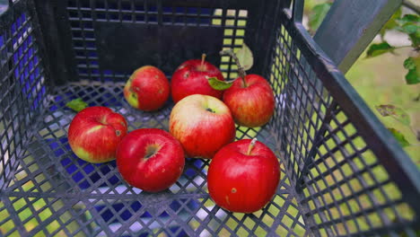 ripe apples in plastic box. gardener putting fresh apples into a drawer. harvesting delicious fruit in autumn. close-up.