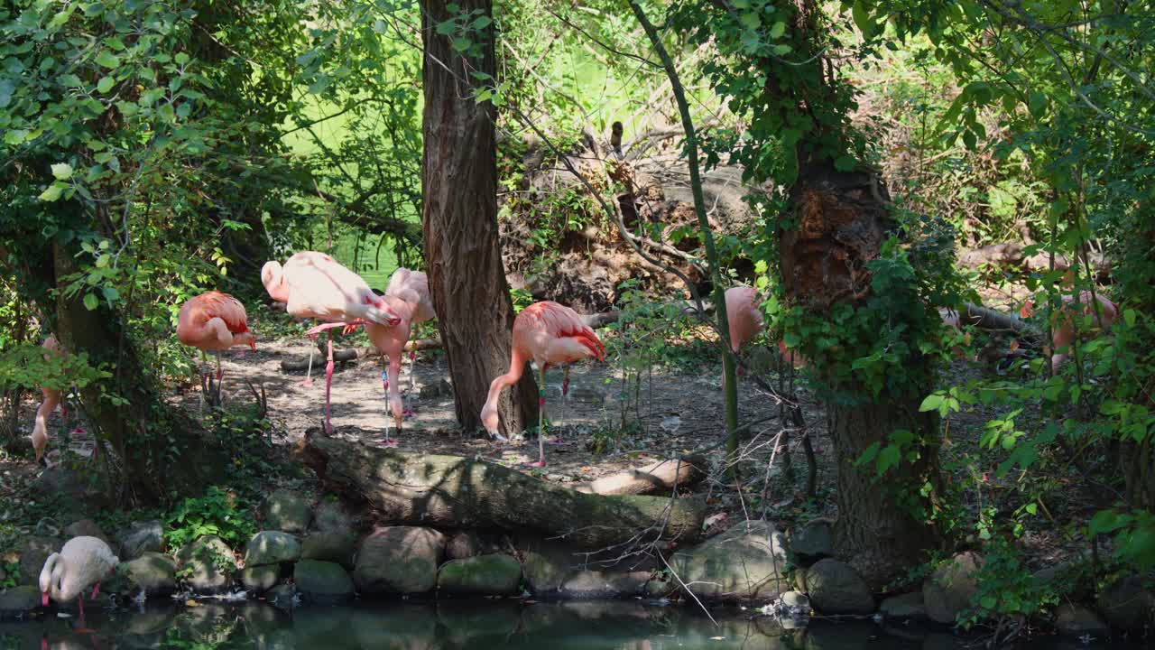 Pink flamingos stand and feed among trees and rocks in bright, natural daylight, wide shot