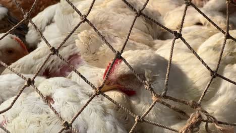 Close-up-shot-of-bunch-hens-kept-inside-a-small-enclosure-of-rope