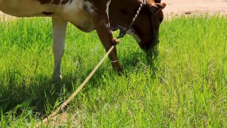 vaca india marrón pastando y alimentándose de un parche fresco de hierba verde