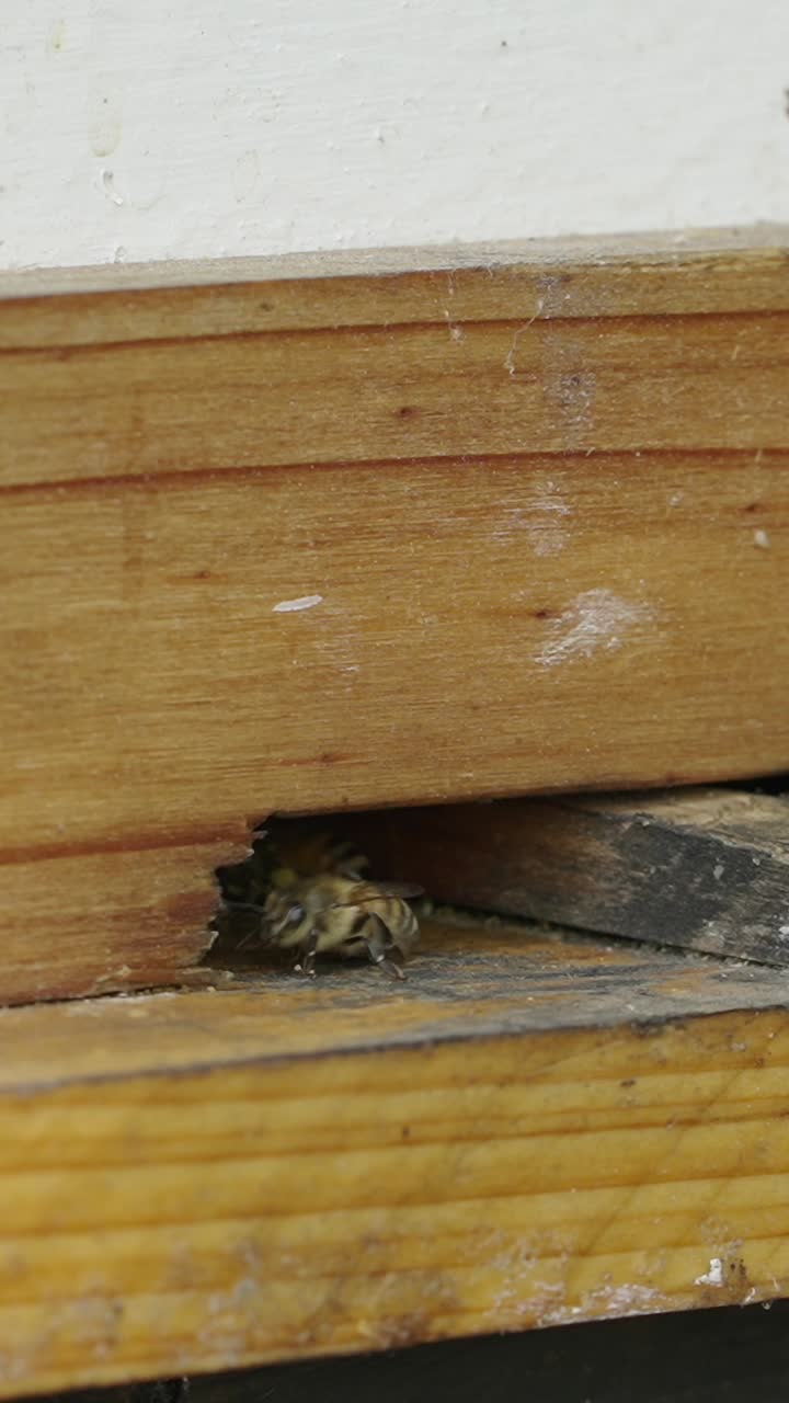 Bees near their hive