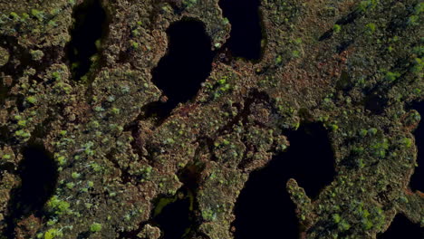 aerial top down continental trees green islet forming map scene drone landscape