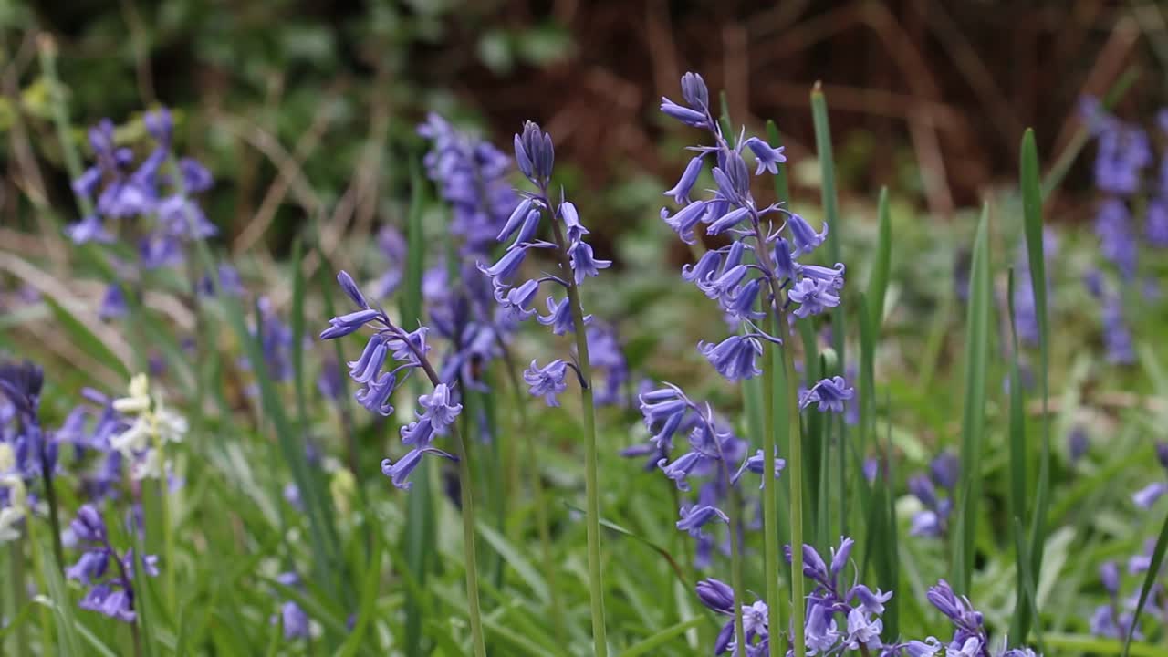 bluebells, hyacinthoides non-scripta que crecen en el suelo del bosque