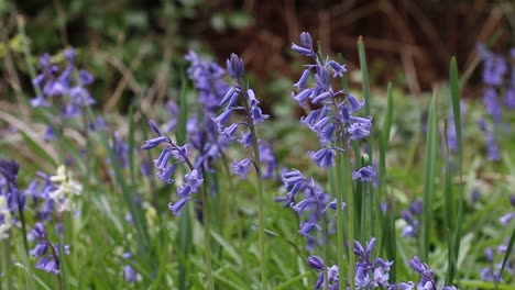 bluebells, hyacinthoides non-scripta growing on ,woodland floor