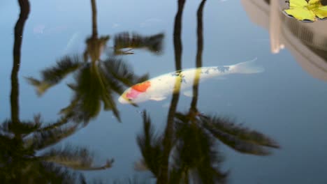 A-large-orange-and-white-koi-swims-across-a-reflection-of-palm-trees,-Maui,-Hawaii