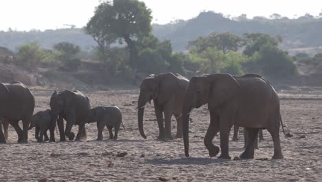 a herd of african elephants walking through the dry sandy riverbed with trees and hills in the background, tuli botswana.
