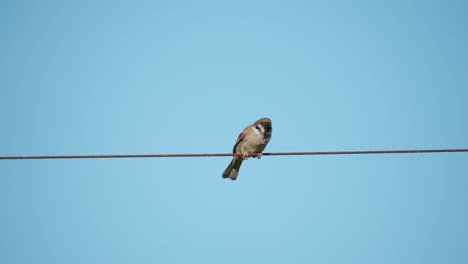 Eurasian-tree-sparrow-perched-on-metal-cable-against-clear-blue-sky-background-and-fly-away-foraging-food---slow-motion