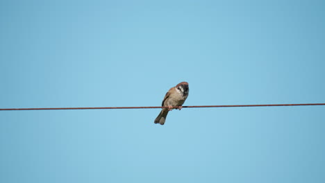 Gorrión-De-árbol-Euroasiático-Encaramado-En-Un-Cable-De-Metal-Contra-Un-Fondo-De-Cielo-Azul-Claro-Y-Volar-Lejos-Forrajeando-Comida---Cámara-Lenta