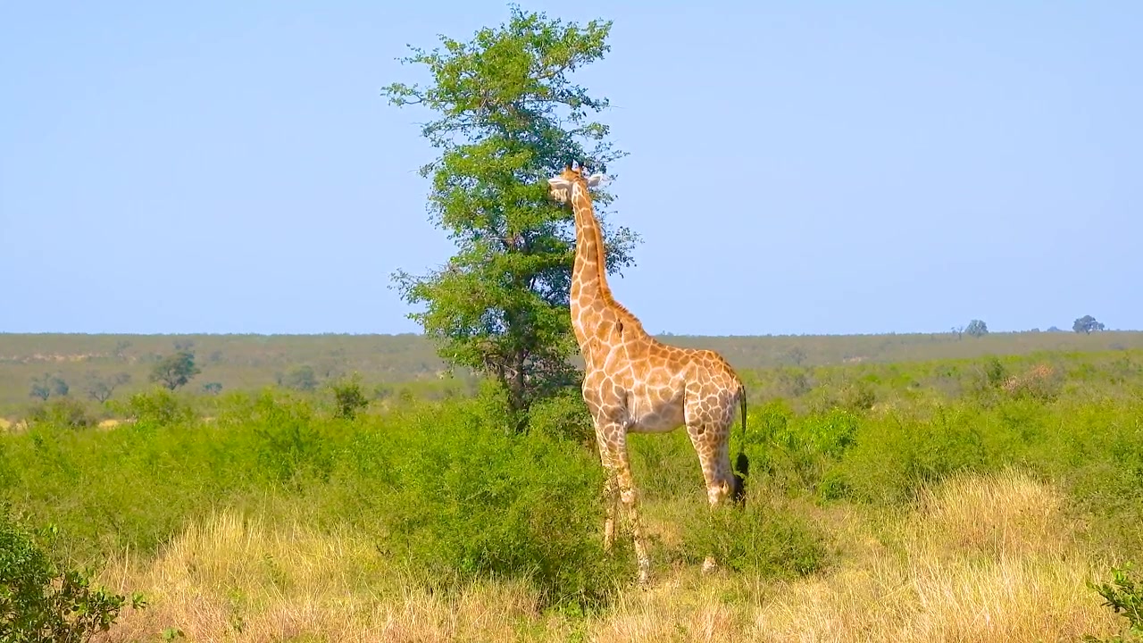 Giraffa che si nutre di foglie d'albero sulla savana nel Parco Nazionale Kruger, Sudafrica nord-orientale. Ripresa statica
