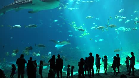 visitors are silhouetted against a huge underwater tank filled with fish sharks and manta rays at an aquarium  1