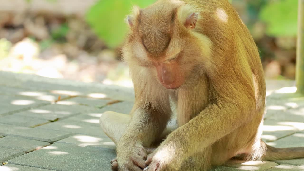 A southern pig-tailed macaque intently examines an object on a forest floor in Phuket, Thailand, under natural lighting