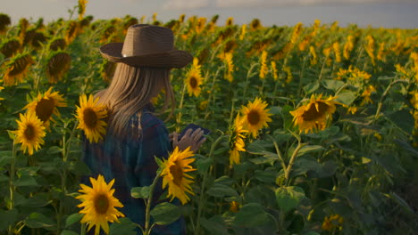 una joven granjera está caminando por el campo con muchos girasoles y estudiando sus principales características. está escribiendo algunas cosas importantes en su libro electrónico.