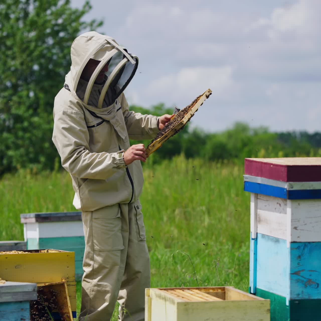 Beekeeper in modern protective suit on apiary. Professional apiarist man holding frame with many bees crawling on it on green nature background