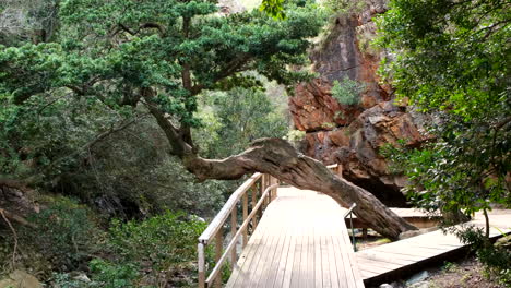 wooden boardwalk through lush forest with a unique curved tree