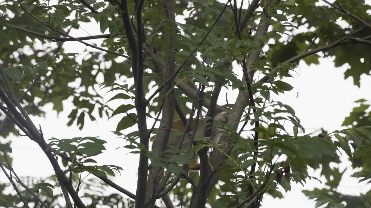 Wild monkey in tree branches, view from bellow