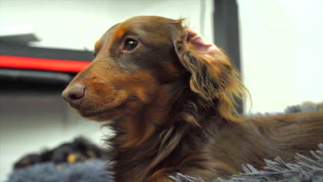 Lindo-Perro-Salchicha-Marrón-Dachshund-Mirando-Alrededor-De-La-Habitación